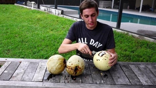 Foto - Kavunun içine eritilmiş kurşun dökülürse ne olur?