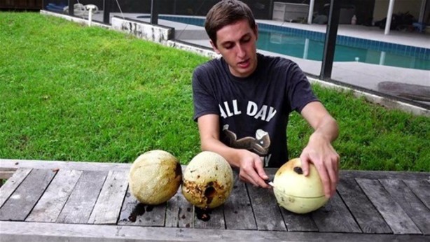 Foto - Kavunun içine eritilmiş kurşun dökülürse ne olur?