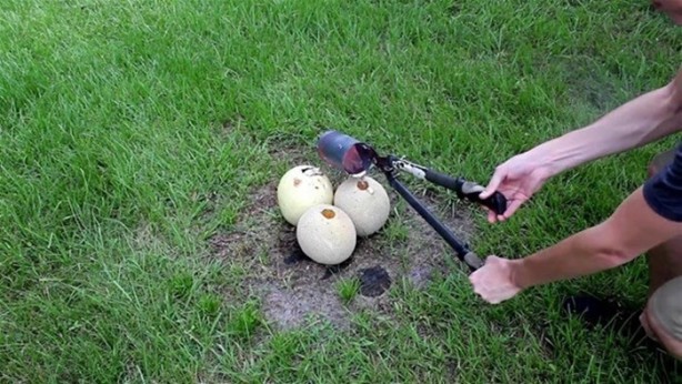 Foto - Kavunun içine eritilmiş kurşun dökülürse ne olur?