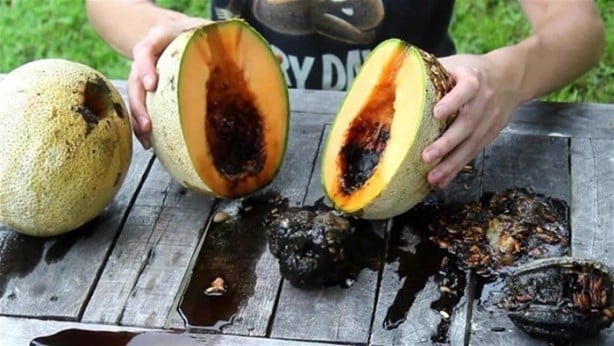 Foto - Kavunun içine eritilmiş kurşun dökülürse ne olur?