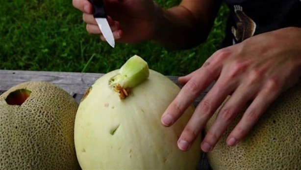 Foto - Kavunun içine eritilmiş kurşun dökülürse ne olur?