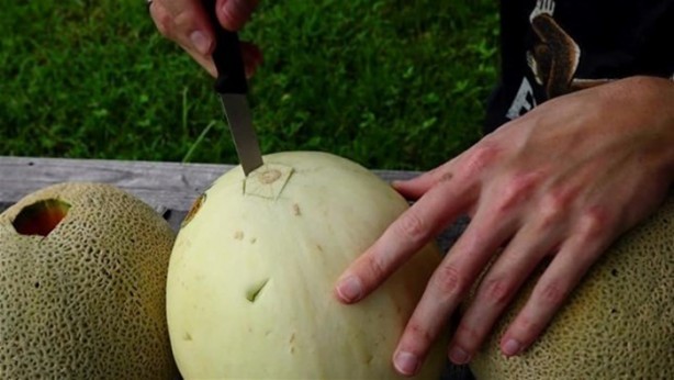Foto - Kavunun içine eritilmiş kurşun dökülürse ne olur?