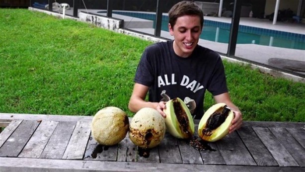 Foto - Kavunun içine eritilmiş kurşun dökülürse ne olur?