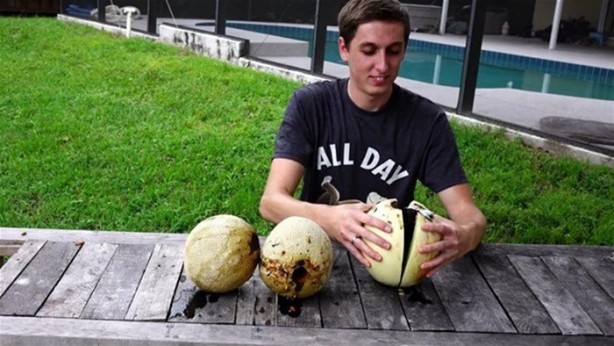 Foto - Kavunun içine eritilmiş kurşun dökülürse ne olur?