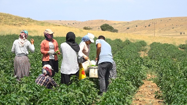 Foto - Kavurucu sıcakta ekmek mücadelesi