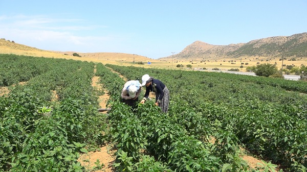 Foto - Kavurucu sıcakta ekmek mücadelesi