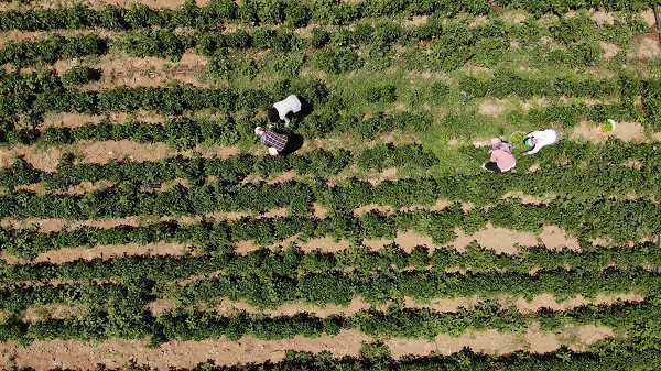 Foto - Kavurucu sıcakta ekmek mücadelesi