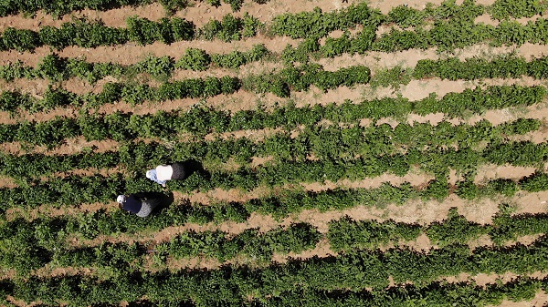 Foto - Kavurucu sıcakta ekmek mücadelesi