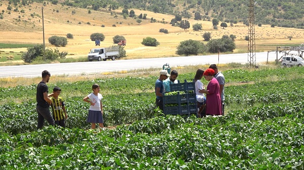 Foto - Kavurucu sıcakta ekmek mücadelesi