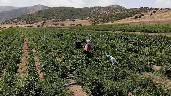 Foto - Kavurucu sıcakta ekmek mücadelesi