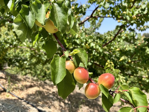 Foto - Kavurucu sıcakta zorlu hasat: Kayısı tarladan 25 TL ile 30 TL arasında alıcı buluyor
