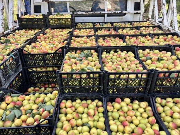 Foto - Kavurucu sıcakta zorlu hasat: Kayısı tarladan 25 TL ile 30 TL arasında alıcı buluyor