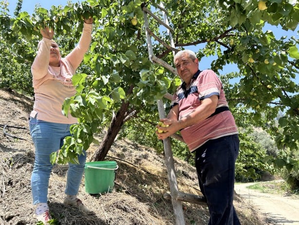Foto - Kavurucu sıcakta zorlu hasat: Kayısı tarladan 25 TL ile 30 TL arasında alıcı buluyor