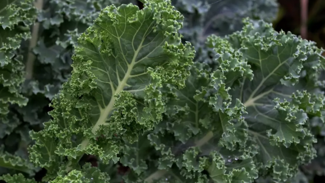 Foto - Kaya gibi kemiklerin sırrı bu gıdada: Sofralarınıza hala koymadınız mı gerçekten?!?