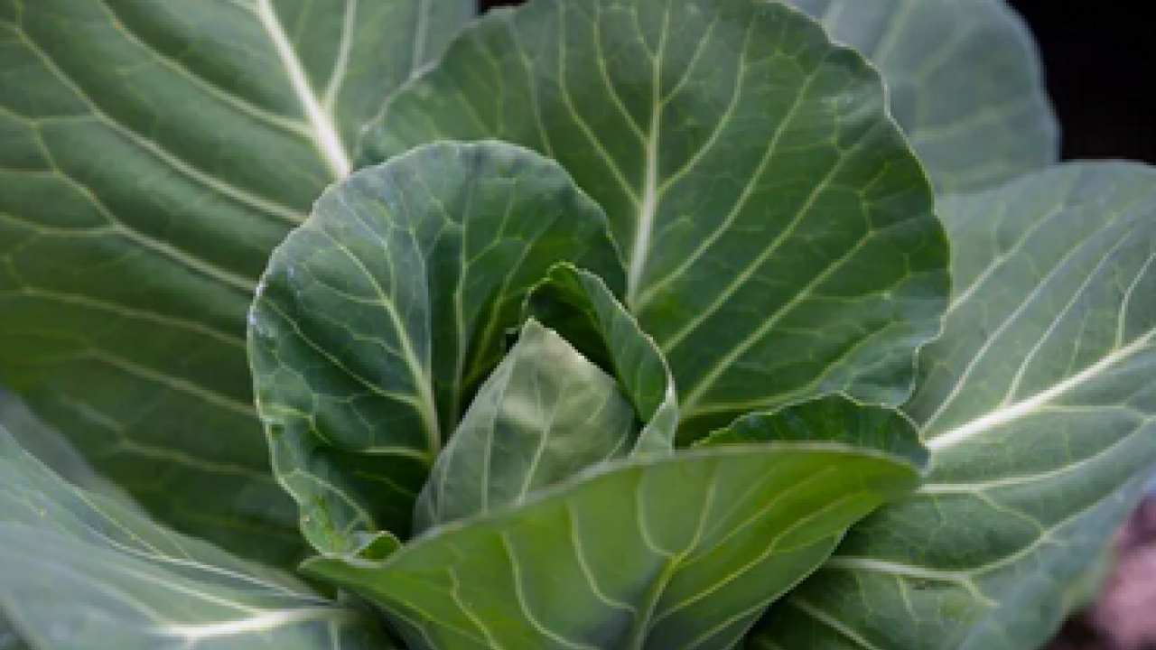 Foto - Kaya gibi kemiklerin sırrı bu gıdada: Sofralarınıza hala koymadınız mı gerçekten?!?