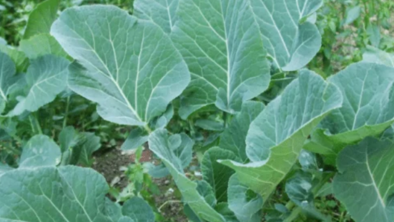 Foto - Kaya gibi kemiklerin sırrı bu gıdada: Sofralarınıza hala koymadınız mı gerçekten?!?