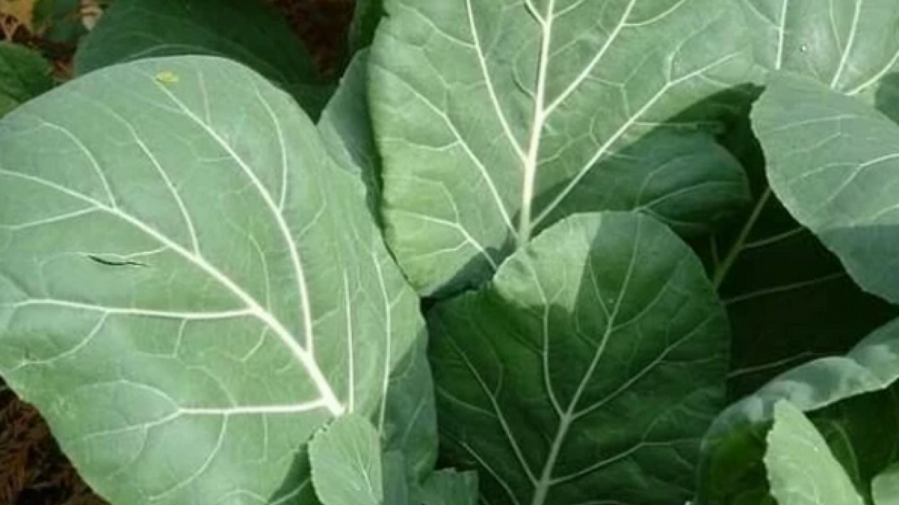 Kaya gibi kemiklerin sırrı bu gıdada: Sofralarınıza hala koymadınız mı gerçekten?!?