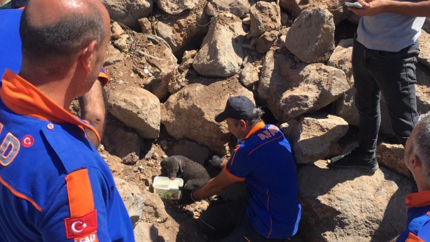 Foto - Kayalar arasında sıkışan yavru köpekler kurtarıldı