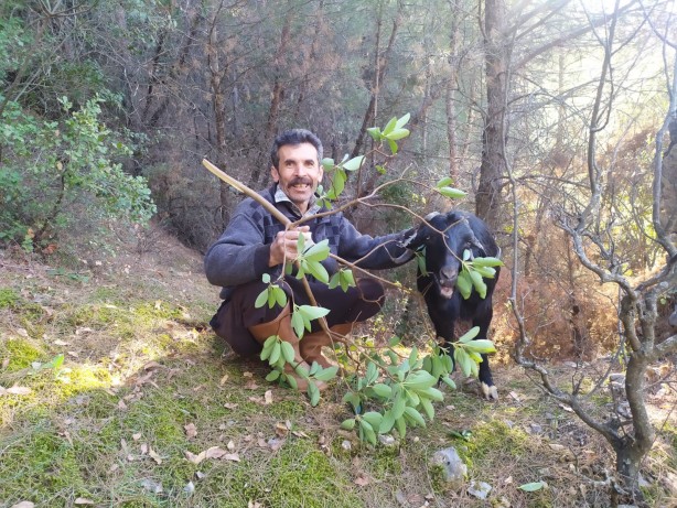 Kayalıklarda mahsur kalan keçi kurtarıldı