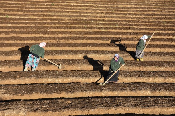 Foto - Kayın tohumları geçim kaynakları oldu