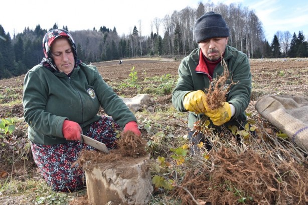 Foto - Kayın tohumları geçim kaynakları oldu