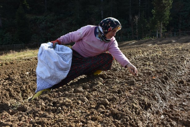 Foto - Kayın tohumları geçim kaynakları oldu
