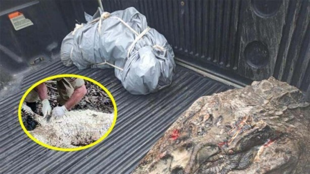 Kayıp olarak aranıyordu! Midesinden çıkarıldı