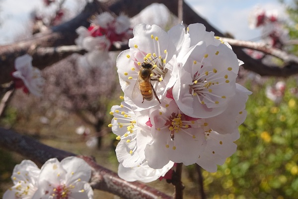 Foto - Kayısı ağaçlarından görsel şov