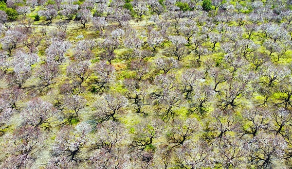 Foto - Kayısı ağaçlarından görsel şov