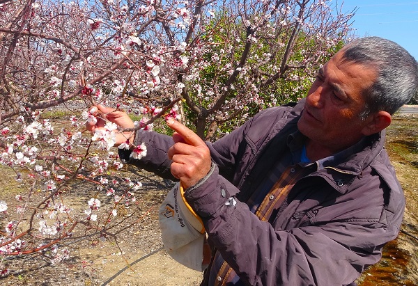 Foto - Kayısı ağaçlarından görsel şov