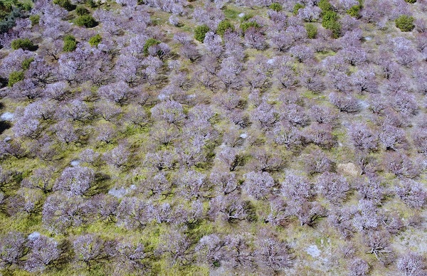 Foto - Kayısı ağaçlarından görsel şov