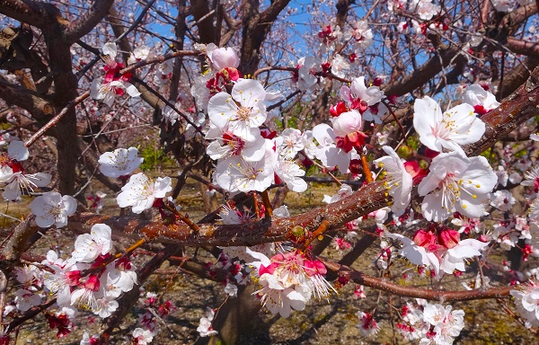 Foto - Kayısı ağaçlarından görsel şov