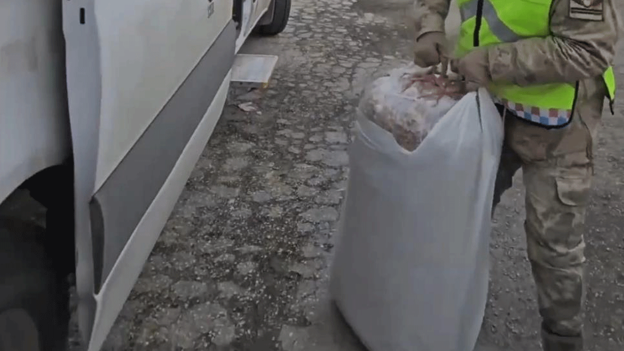 Foto - Kayısı çuvallarının içerisinden çıkan 'pes' dedirtti