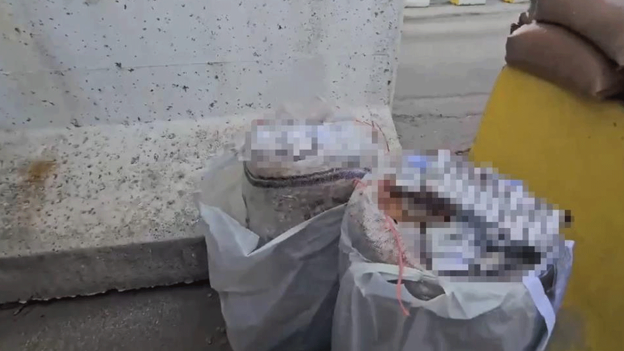 Foto - Kayısı çuvallarının içerisinden çıkan 'pes' dedirtti