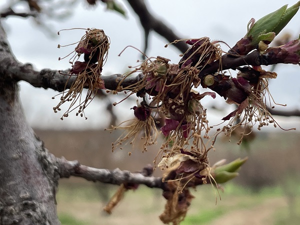Foto - Kayısı üreticilerinin korkulu rüyası