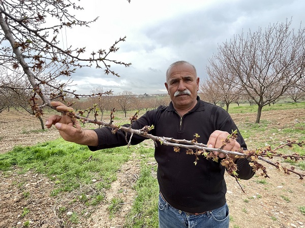 Foto - Kayısı üreticilerinin korkulu rüyası