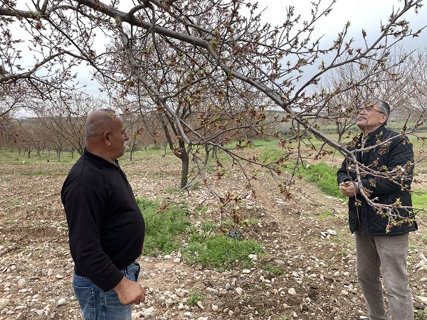 Foto - Kayısı üreticilerinin korkulu rüyası