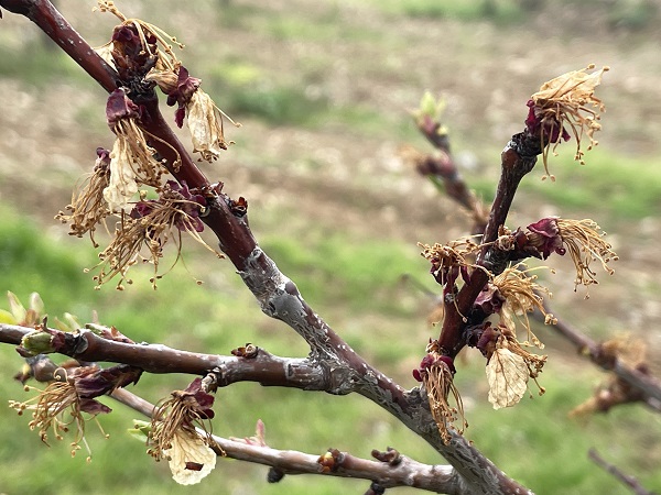 Foto - Kayısı üreticilerinin korkulu rüyası