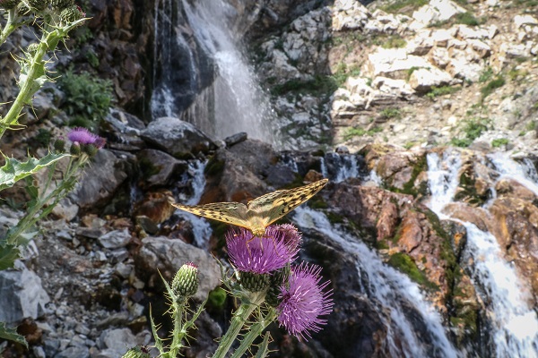 Foto - Kaynağından tertemiz çıkıyor! Nilüfer Çayı nasıl siyah akıyor? 