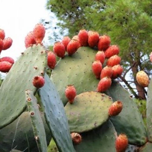 Foto - Bu bitki kanserin yayılmasını önlüyor
