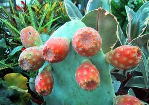 Foto - Bu bitki kanserin yayılmasını önlüyor