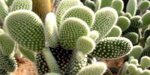 Foto - Bu bitki kanserin yayılmasını önlüyor