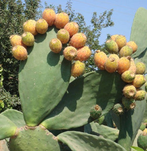 Bu bitki kanserin yayılmasını önlüyor