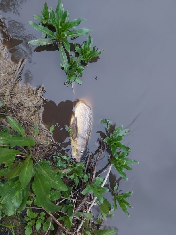 Foto - Kayseri'de endişelendiren görüntü