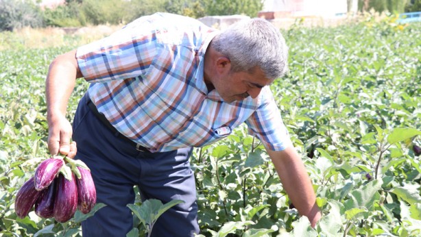 Foto - Kayseri'de hasadı başladı! Kilosu 25 TL'den kapış kapış satılıyor! Sağlık sorunlarına çare ararken yetiştirildi