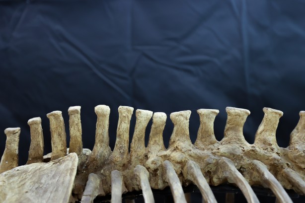 Foto - Kayseri'de yakında gözlerinize inanamayacaksınız! Milyonlarca yıllık fosiller şok edecek... O müzeye akın!