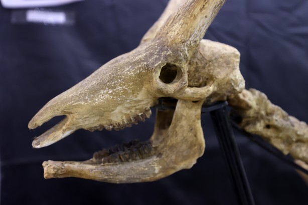 Kayseri'de yakında gözlerinize inanamayacaksınız! Milyonlarca yıllık fosiller şok edecek... O müzeye akın!