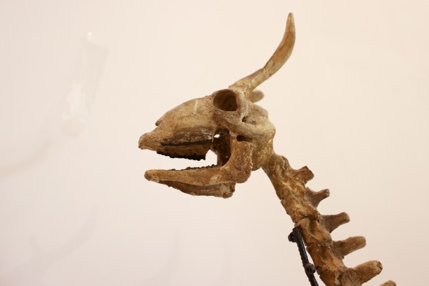 Foto - Kayseri'de yakında gözlerinize inanamayacaksınız! Milyonlarca yıllık fosiller şok edecek... O müzeye akın!