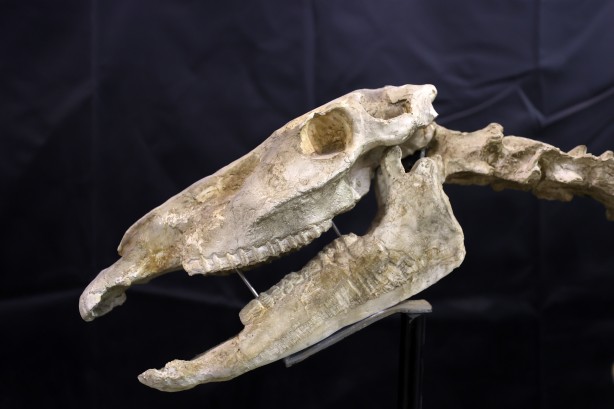 Foto - Kayseri'de yakında gözlerinize inanamayacaksınız! Milyonlarca yıllık fosiller şok edecek... O müzeye akın!