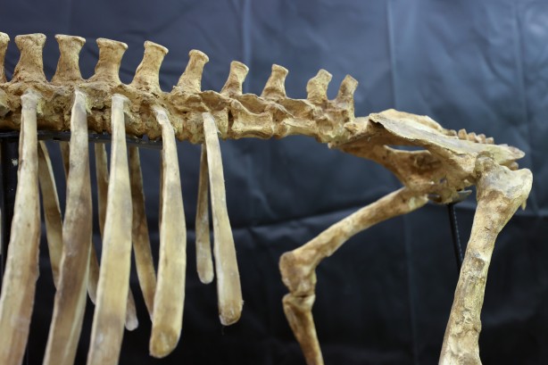 Foto - Kayseri'de yakında gözlerinize inanamayacaksınız! Milyonlarca yıllık fosiller şok edecek... O müzeye akın!